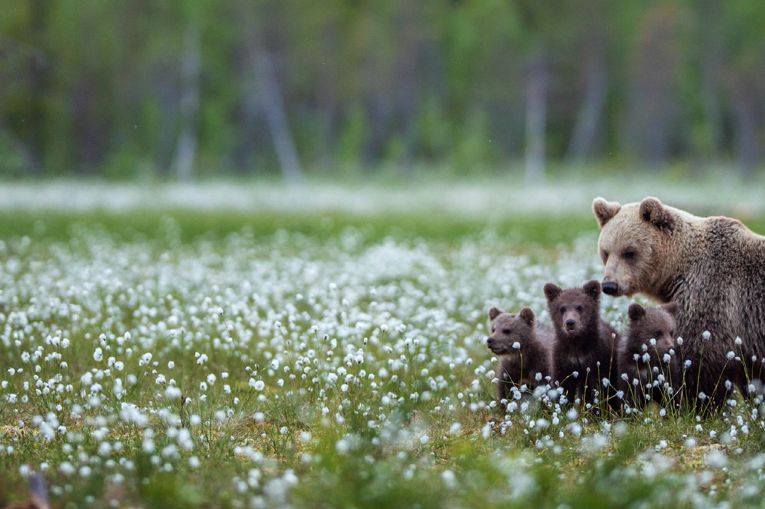 Center for biological diversity action fund credo donations
